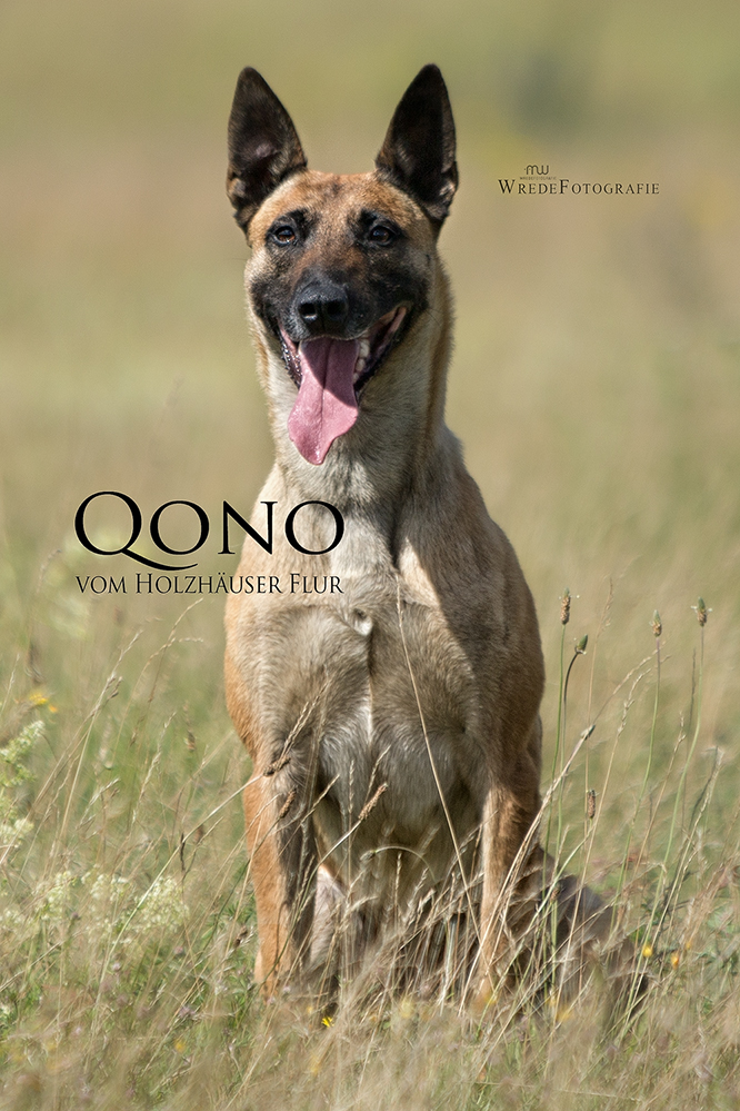 Qono1